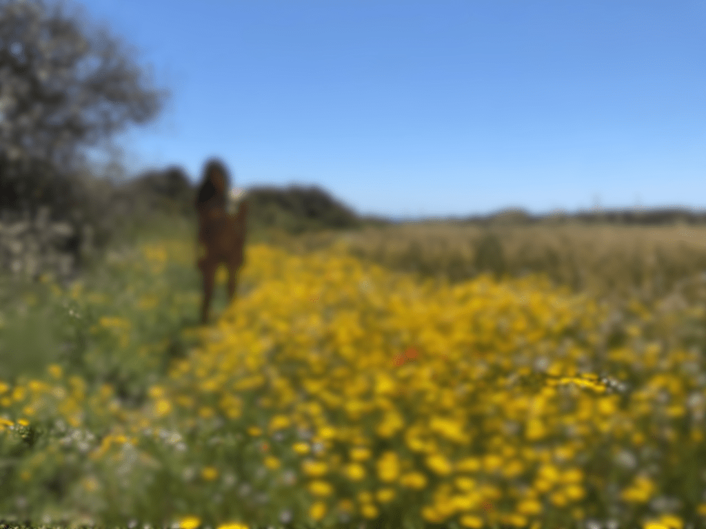 Say Yes to Fabio: Frolicking with my Sicily Airbnb Host in&nbsp;COVID